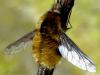 Bombylius major